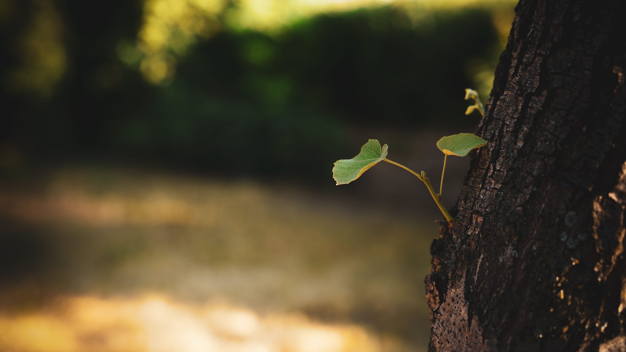 Why I Built the Center for Hopeful Leadership